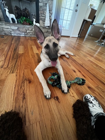 German Shepherd – Rehoming