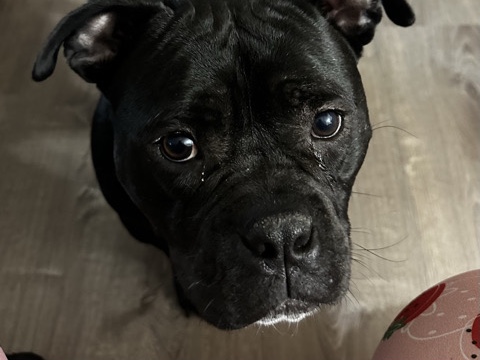 American Bulldog – Rehoming American Bully Mix – Suwanee