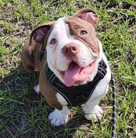 American Bulldog – selling dog