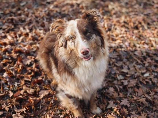 Australian Shepherd – rehousing Australian shepherd – Cary