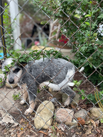 Australian Shepherd – Sylvia (Full blooded blue heeler)