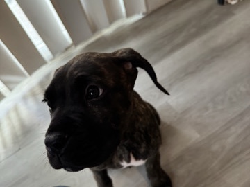 Cane Corso – Cane Corso Female puppy – Las Vegas