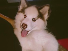 Siberian Husky - fêmea de husky siberiano  available for adoption in São Paulo