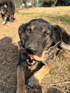 Rita looking for a home