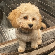 Cavalier King Charles Spaniel – Kash the Cavachon