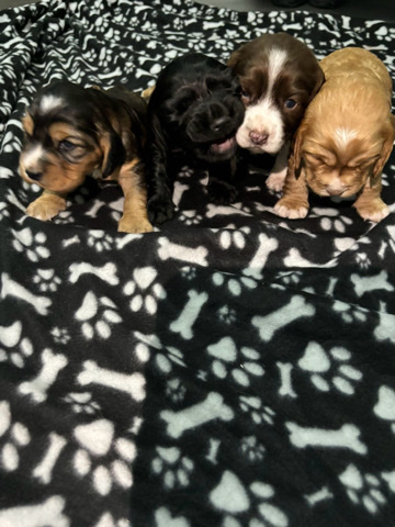 English Cocker Spaniel – cocker spanial puppies
