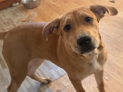 Mixed Breed – 5 month old boxer lab mix female – Havre De Grace