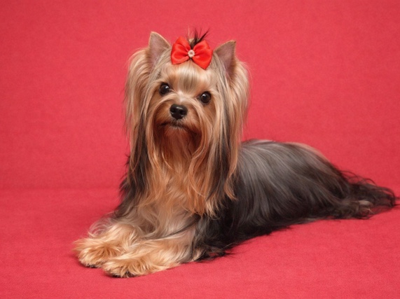 Yorkshire Terrier – SHOW POTENTIAL YORKSHIRE TERRIER / FCI PEDIGREE – Pezinok