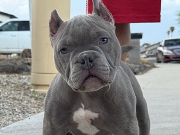 American Bulldog – American bully – Phoenix