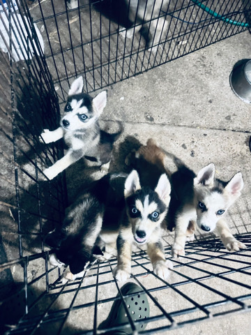 Siberian Husky – rehoming husky puppies