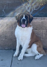 St. Bernard – need a home for a ST.Bernard