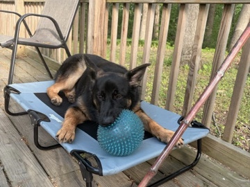 German Shepherd – German Shepherd Puppy for Sale – Cedar Lake – Cedar Lake
