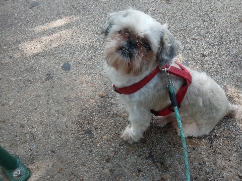 Shih Tzu – shith zuhh – San Antonio