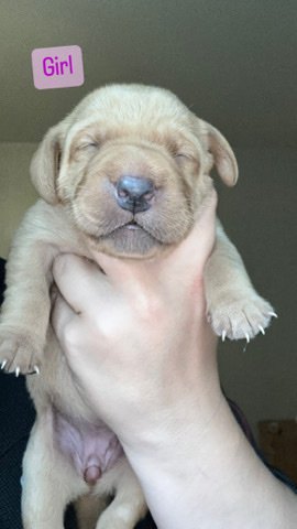 Labrador Retriever – Kc registered labrador puppies