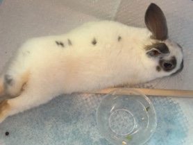 American – Bunny