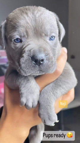 Cane Corso – Cane Corso Puppy Deals