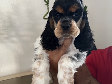 cocker spaniel en venta
