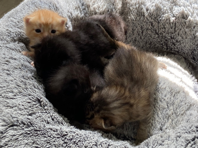 American Bobtail – Kittens.