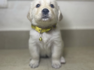 Golden Retriever - puppy golden retriever  available for adoption in Kanyakumari