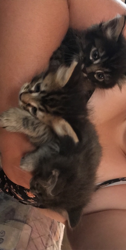 kittens (3)