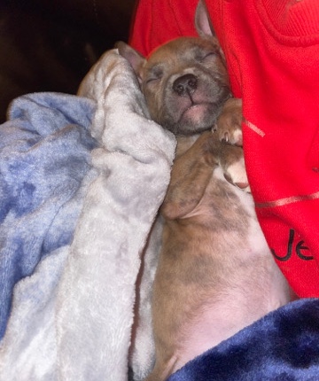 bluenose pit bull
