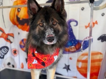 German Shepherd – long hair German shepherd – Apple Valley