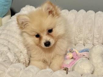 Pomeranian Puppy