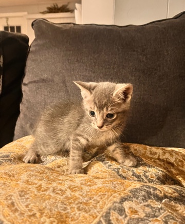 grey kitten for sale 