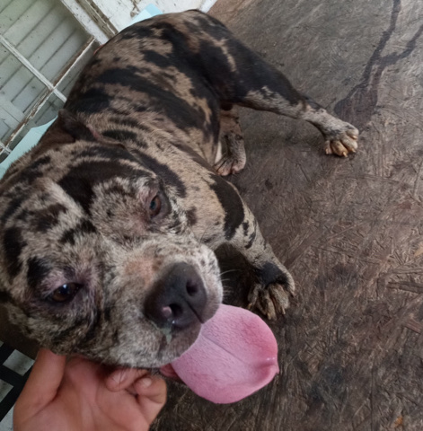 Merle bully stud fee