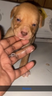 Labrador Retriever – Baby Pup Robbin