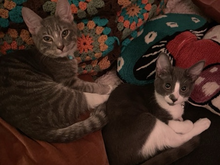 American Shorthair – Peter & Spock — Sweet Bonded Brothers Looking for a Loving Home ❤️ – Lakewood