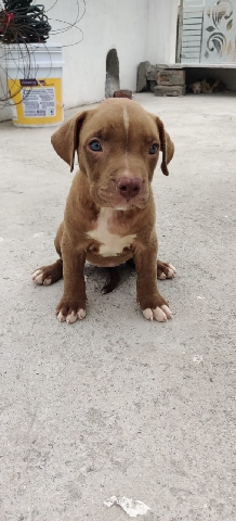 American Pit Bull Terrier – sale puppy