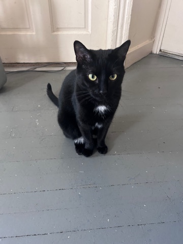 Sage Black Cat