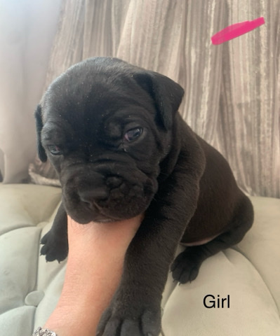 Cane Corso – Presa Canario X Cane Corso