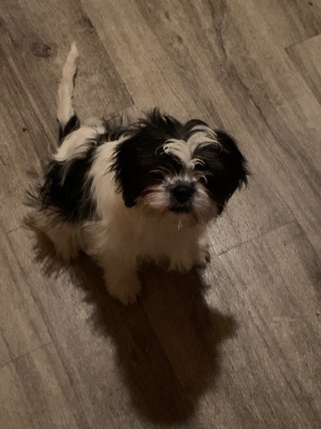 Shih Tzu – puppy