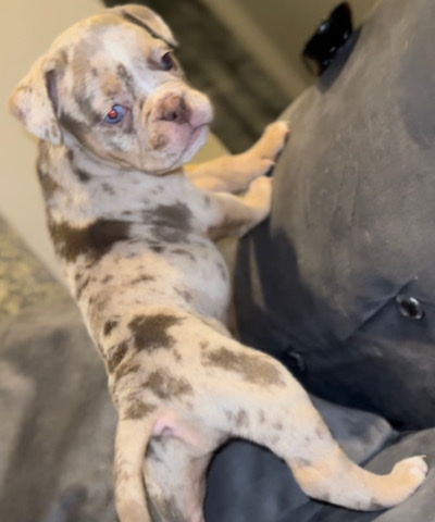 Olde English Bulldogge – Old English Bulldog puppies