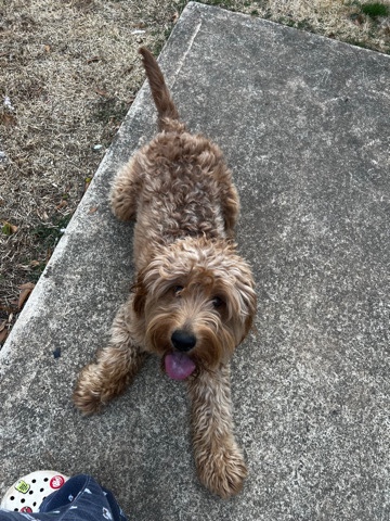 Poodle – cavapoo mix