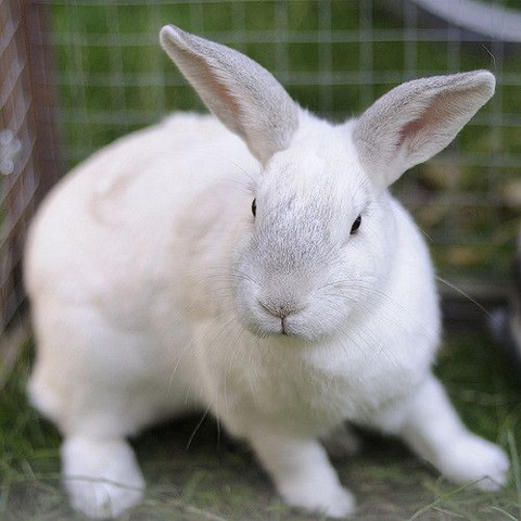 American – Bunny