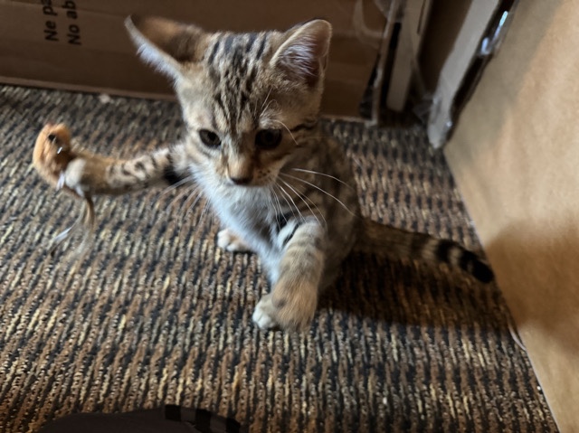 Bengal Kitten