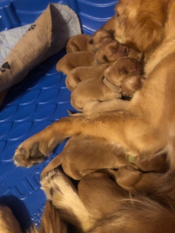 Golden Retriever – golden retriever puppy