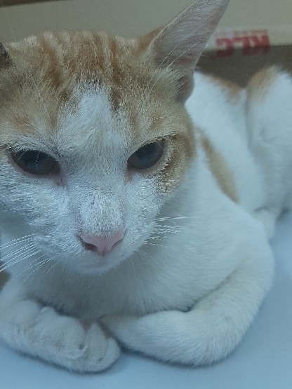 Bengal – cat