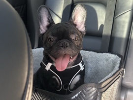 French Bulldog – six months old frenchie – San Jose
