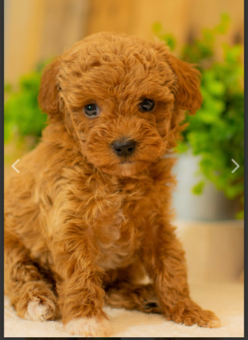 Poodle – Love Brownie