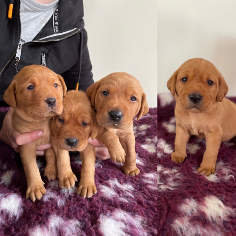 Labrador Retriever – KC Dark Red Labrador Puppies. Bred by a vet