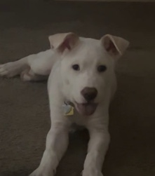 Dogo Argentino – Nino 🐶🐾Pit Bull/Dogo Argentino Mix