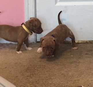 American Pit Bull Terrier – Puppies looking for a new home