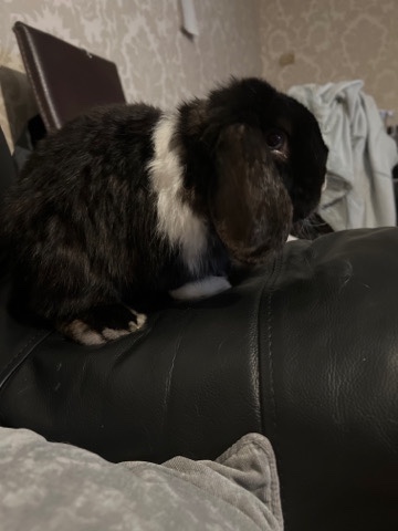 Bunny for Sale 8 months 