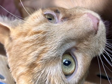 Russian White, Black and Tabby – 2 Orange Tabbys Need a New Home – Marana