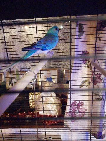 Red rump parakeets