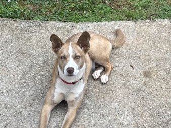 Siberian Husky – McDonough Georgia Looking for my forever family – Charlotte